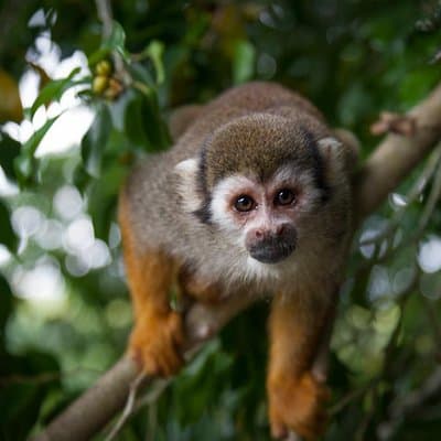 Monkeyland and Plantation Safari Tour from Punta Cana